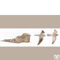  گونه شبگرد مصری (Egyptian Nightjar)